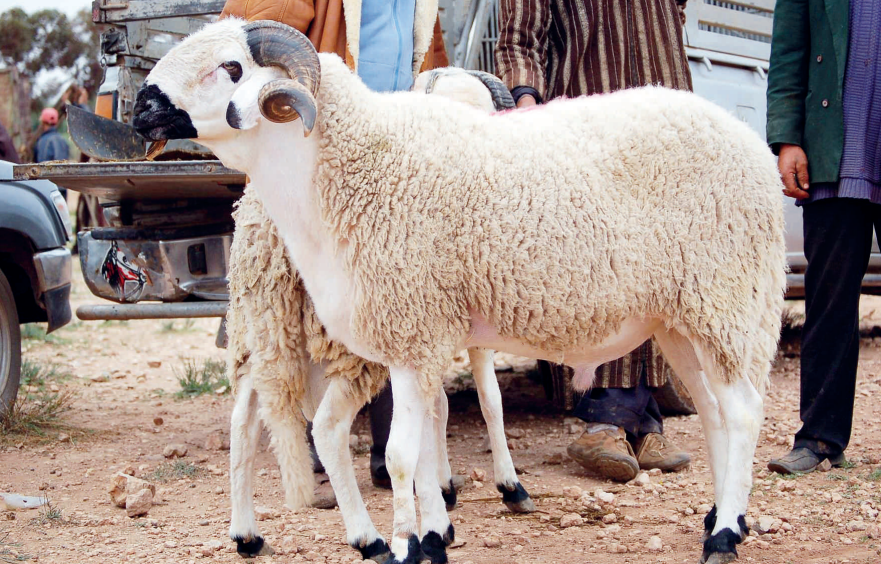 Importation de moutons : autopsie d’un fiasco économique retentissant